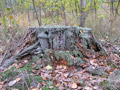 Пень в лесу